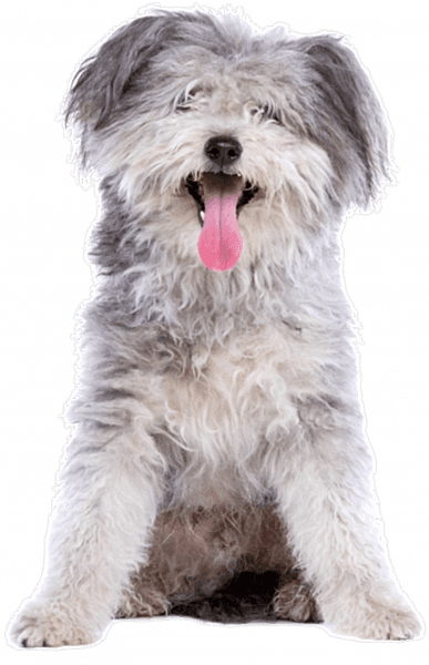 dog-2021-09-01-22-05-13-utc